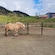 Un caballo en un corral rodeado de una valla, cerca de un establo